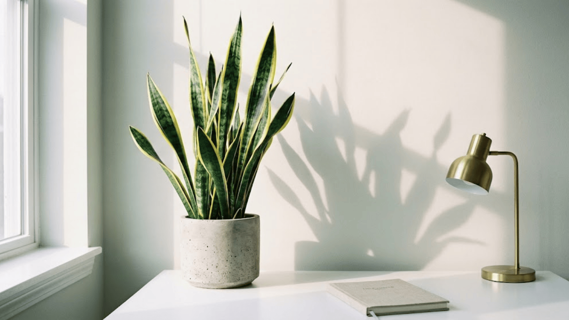 1920x1080 Best Office Plants for Every Workspace