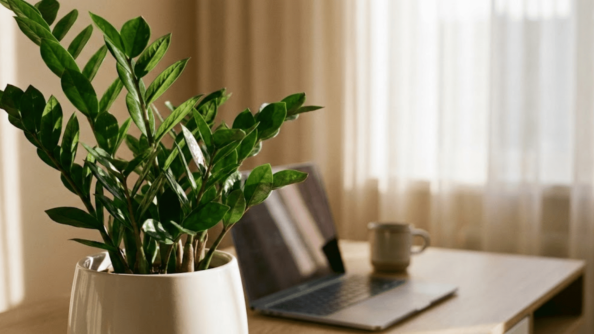 1920x1080 Best Office Plants for Every Workspace