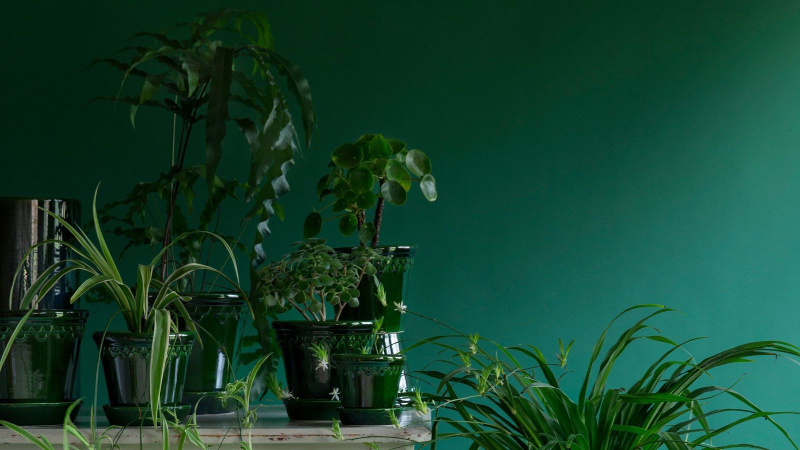 1600x900 Five Space Saving Houseplant Hacks. House of Kojo