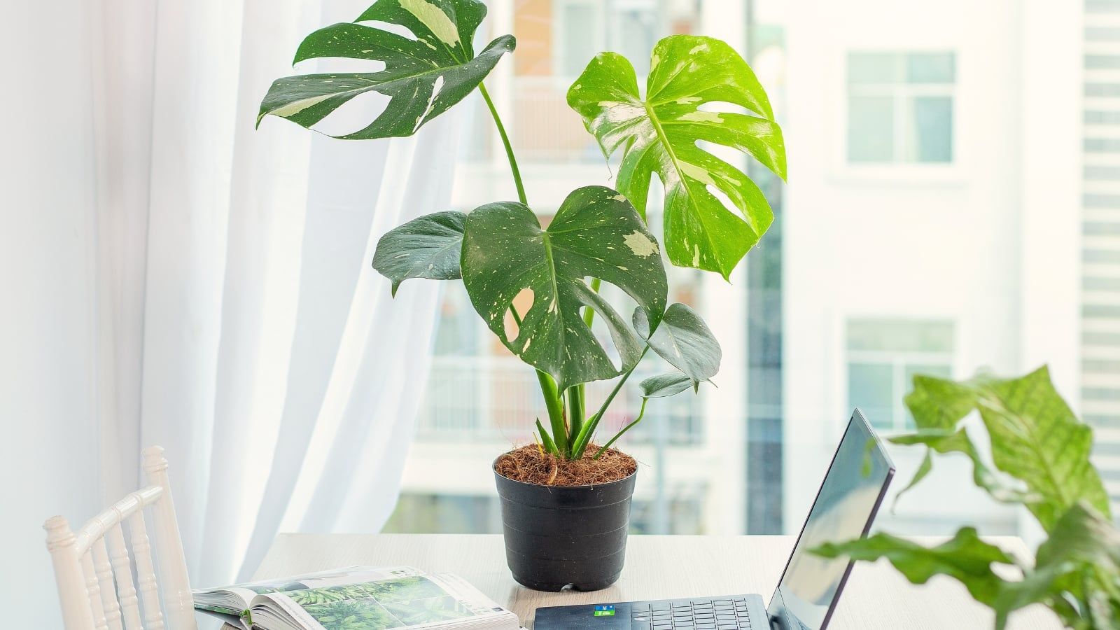 1600x900 Best Plants to Grow in Your Office