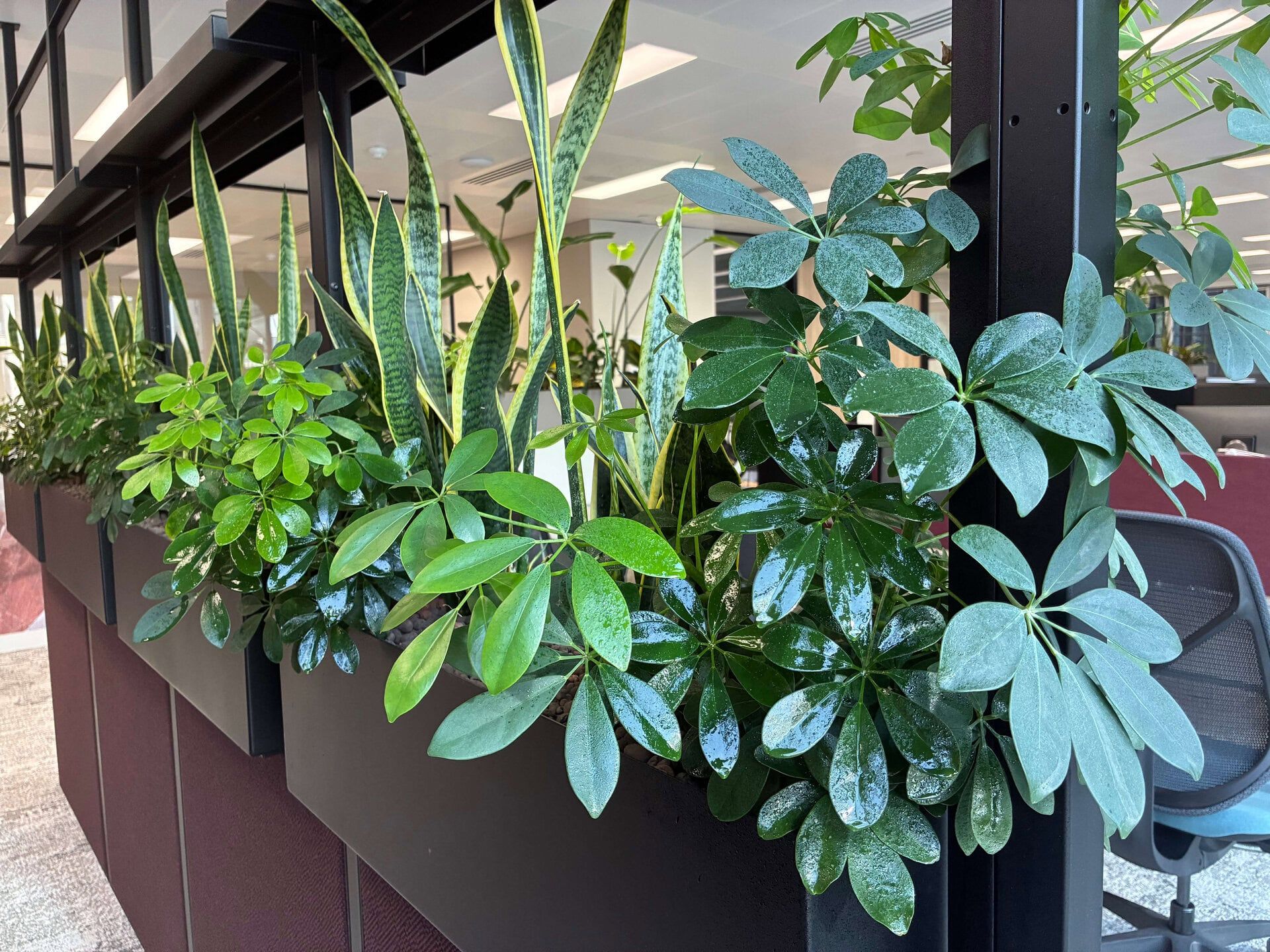 1920x1440 How to use office plants to create a healthier workspace