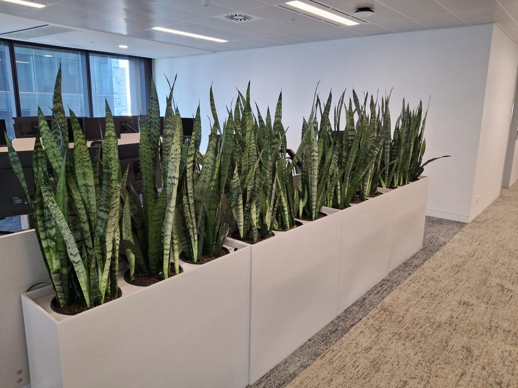 1024x768 Best Desk Plants to Boost Productivity and Wellbeing