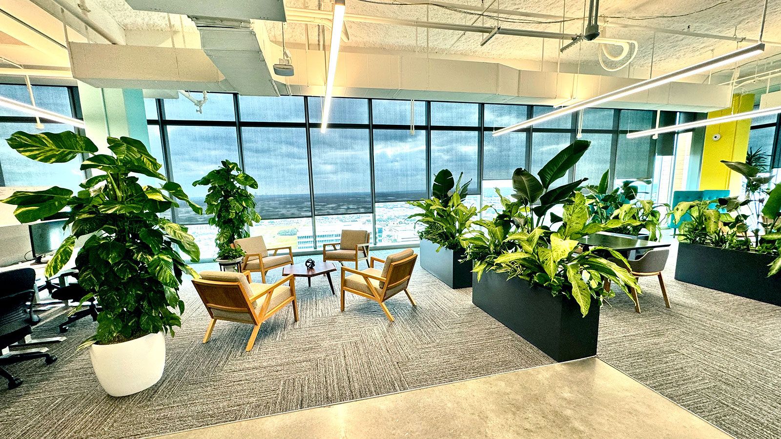 1600x900 The Best Five Office Plants for Employee Wellbeing