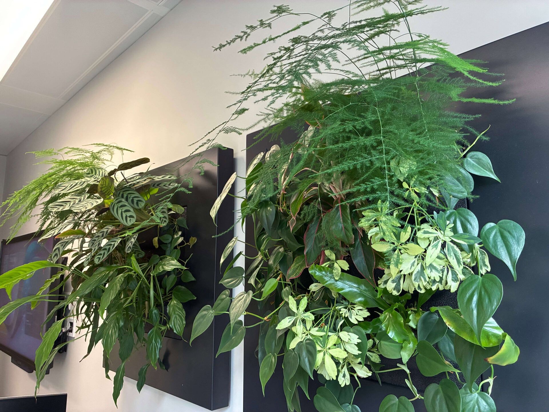 1920x1440 How to use office plants to create a healthier workspace