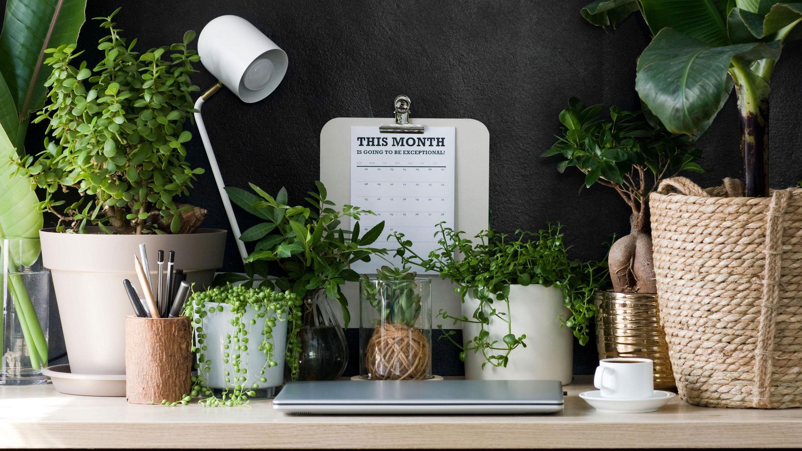 2560x1440 Best plants for an office that are easy to take care of