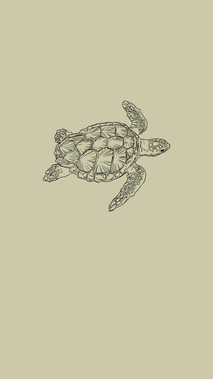 736x1308 Turtle Aesthetic Wallpaper