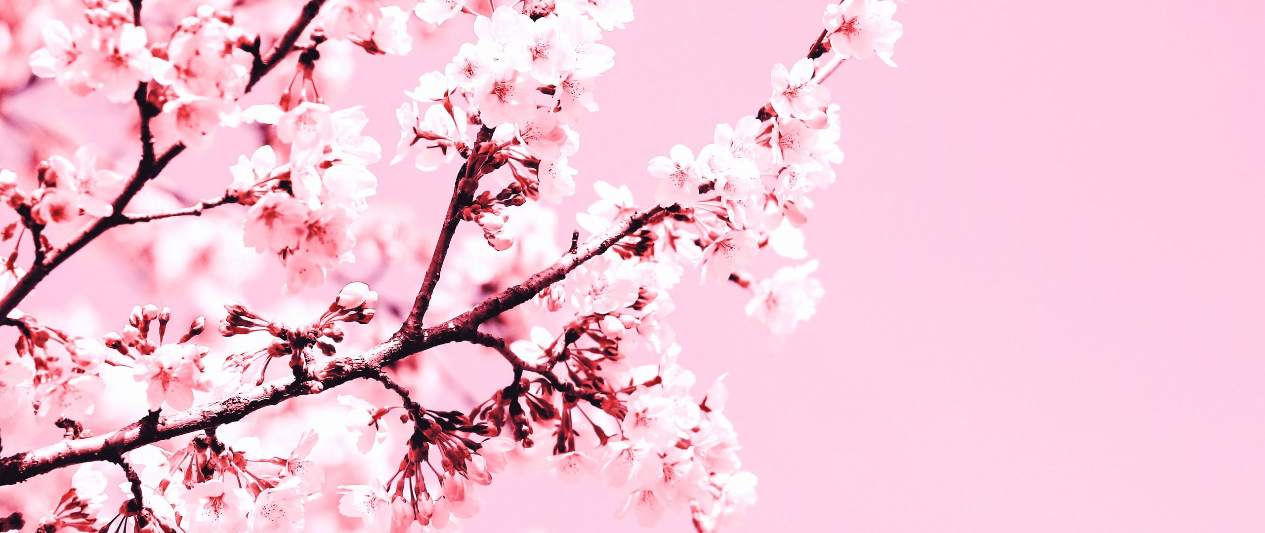 2560x1080 Download wallpaper 2560x1080 cherry blossom, flowers, branch, pink, plant, bloom dual wide 1080p HD background