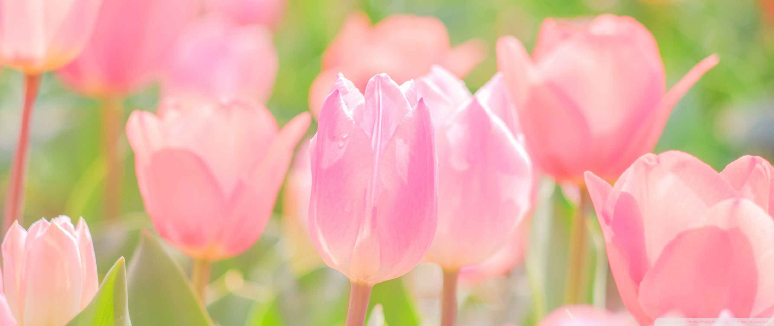 2560x1080 Pink Spring Flowers 4K UHD Wallpaper for UltraHD Desktop and TV : Widescreen and UltraWide Display : Dual Monitor : Smartphone and Tablet Devices