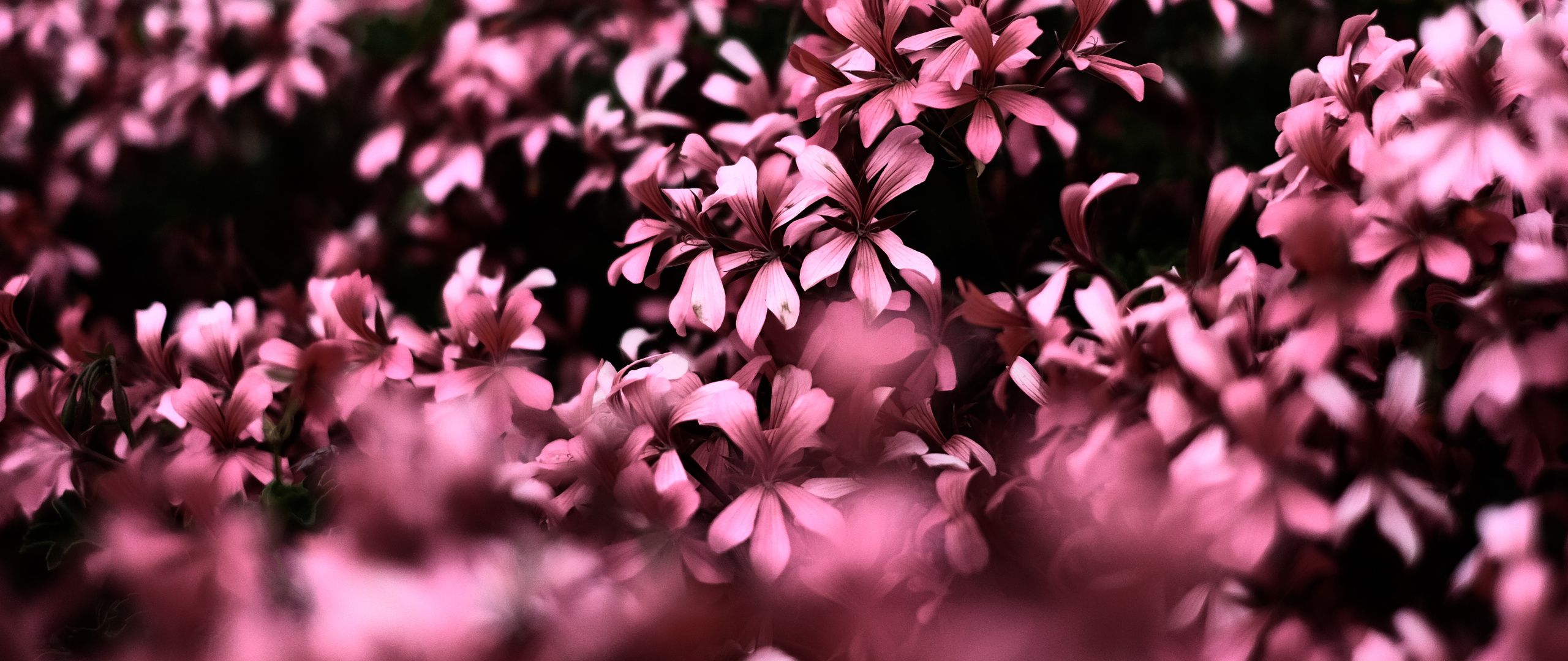 2560x1080 Pink Flowers Ultra HD Blur 4k Wallpaper, 2560x1080 Resolution HD 4k Wallpaper, Image, Background, Photos and Picture