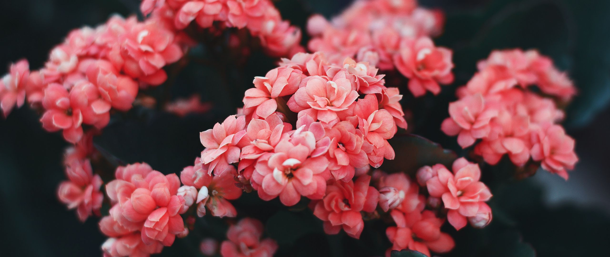 2560x1080 Download wallpaper 2560x1080 flowers, pink, bloom, bush, wild flower dual wide 1080p HD background