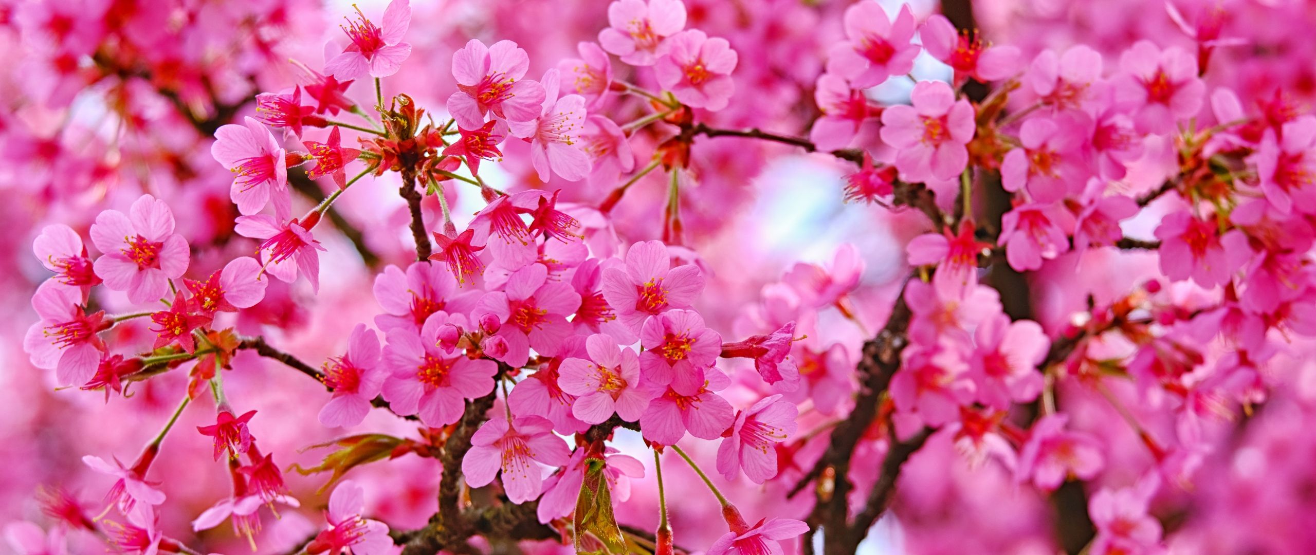 2560x1080 Spring Wallpaper