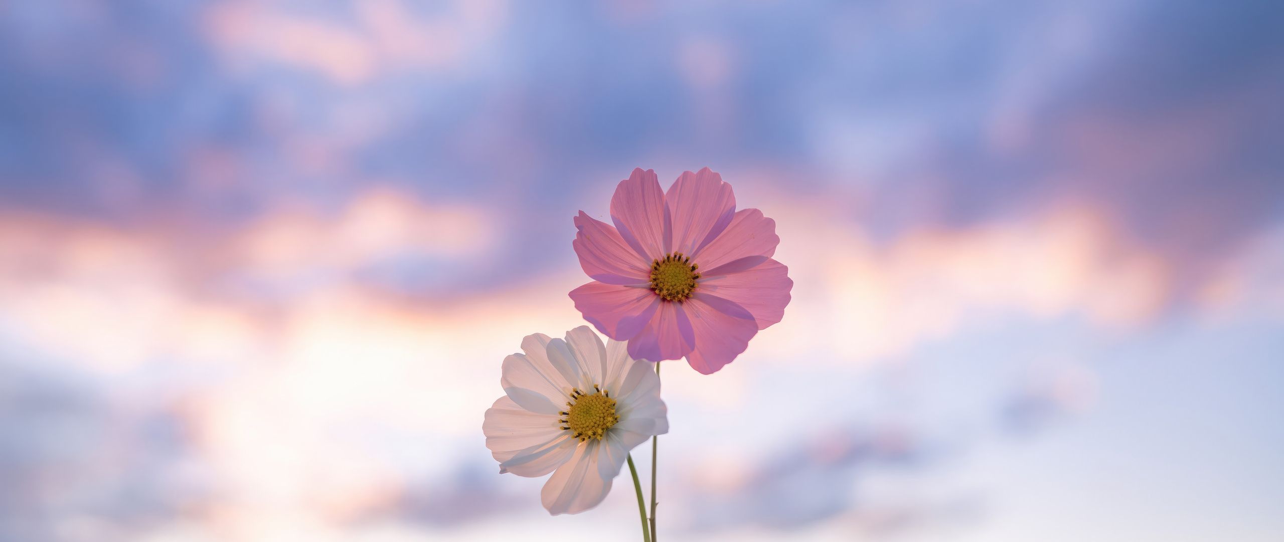2560x1080 Flowers Minimal Wallpaper, 2560x1080 Resolution HD 4k Wallpaper , Image, Background, Photos and Picture