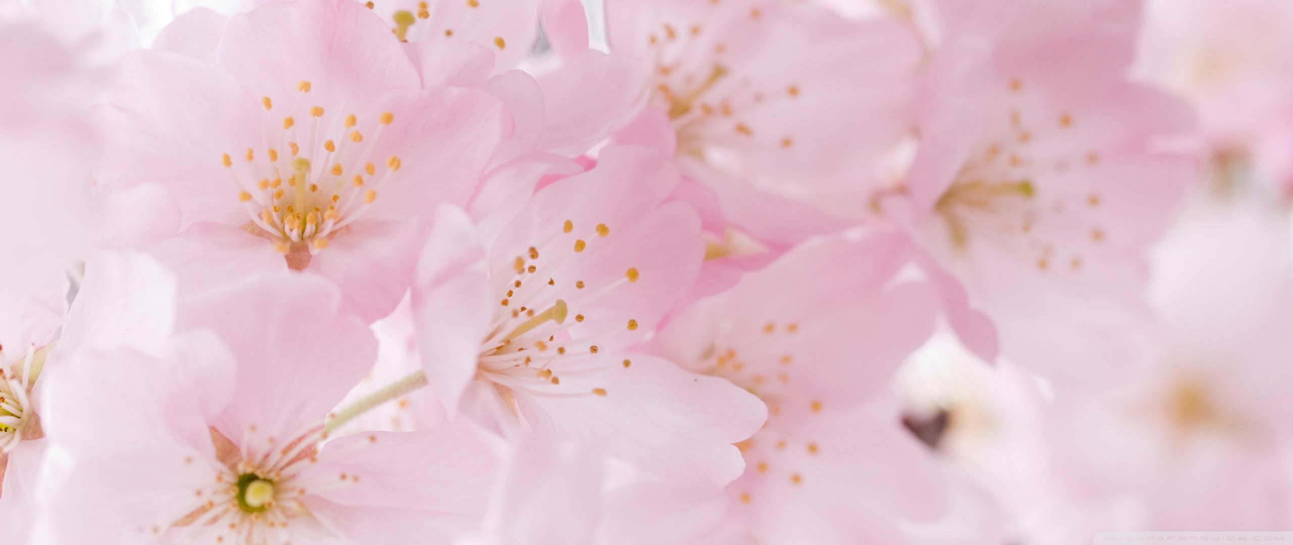 2560x1080 Light Pink Blossom, Spring 4K UHD Wallpaper for UltraHD Desktop and TV : Widescreen and UltraWide Display : Smartphone and Tablet Devices