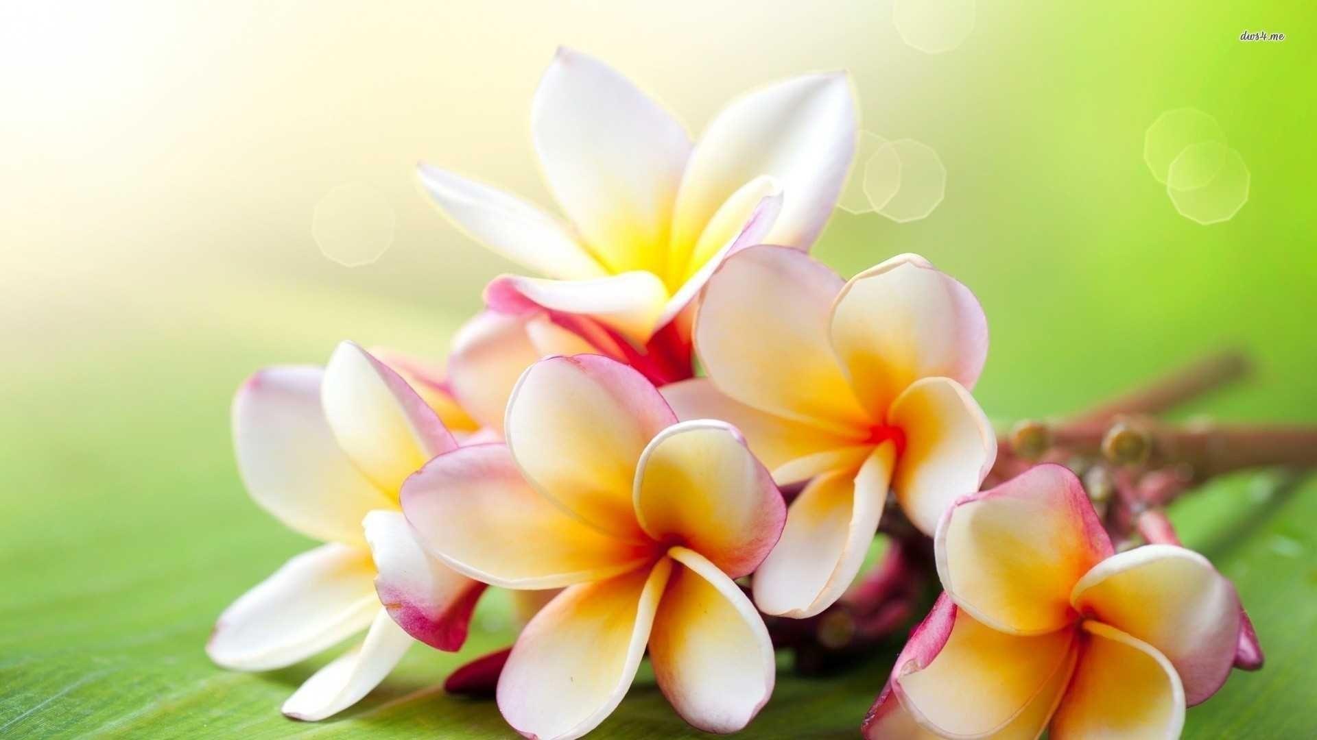 Plumeria Wallpapers - Top Free Plumeria Backgrounds - WallpaperAccess