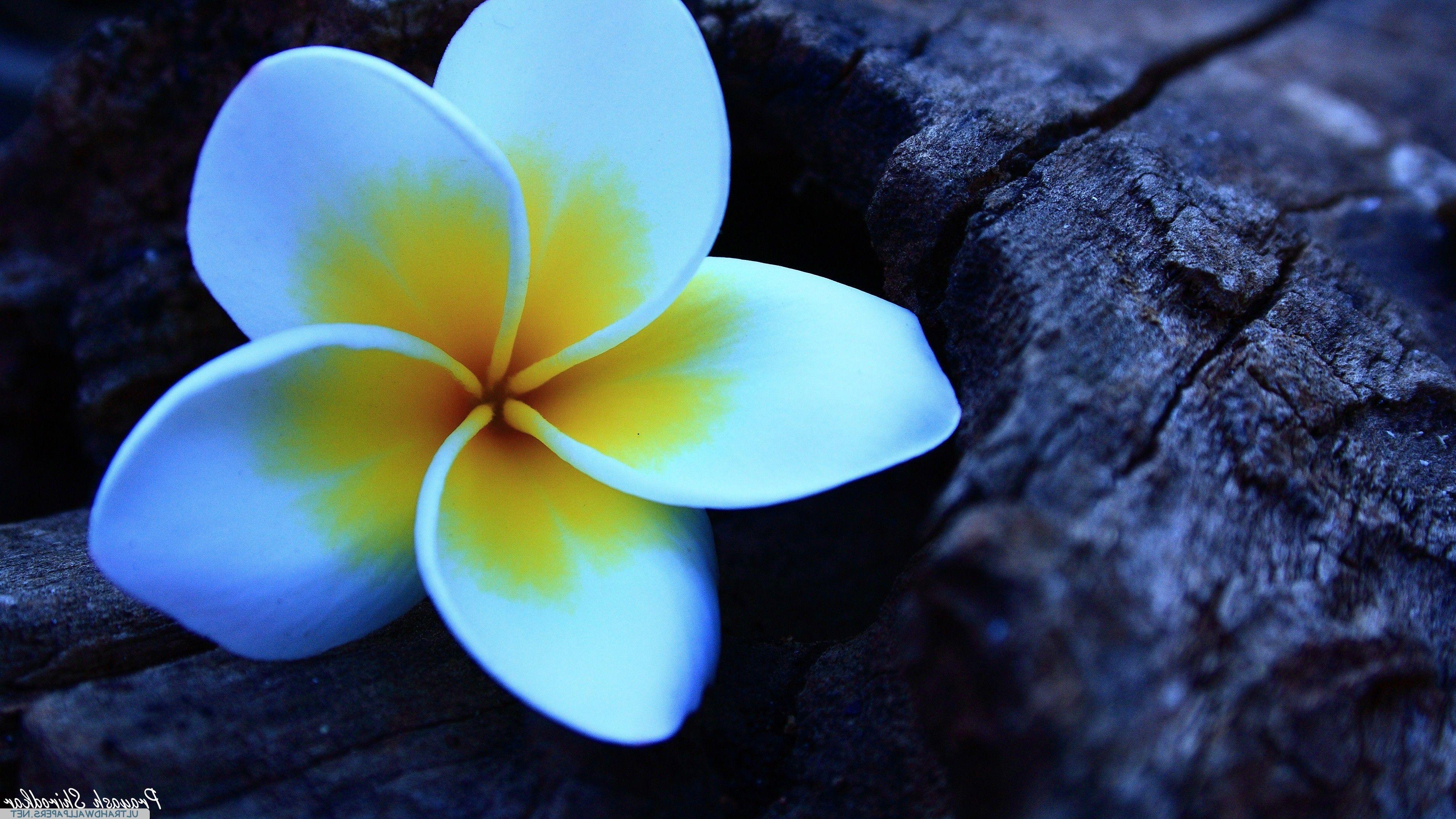 Plumeria Wallpapers Top Free Plumeria Backgrounds WallpaperAccess