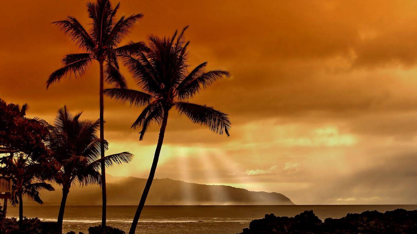 1366x768 Luau Wallpaper. Luau Print Background