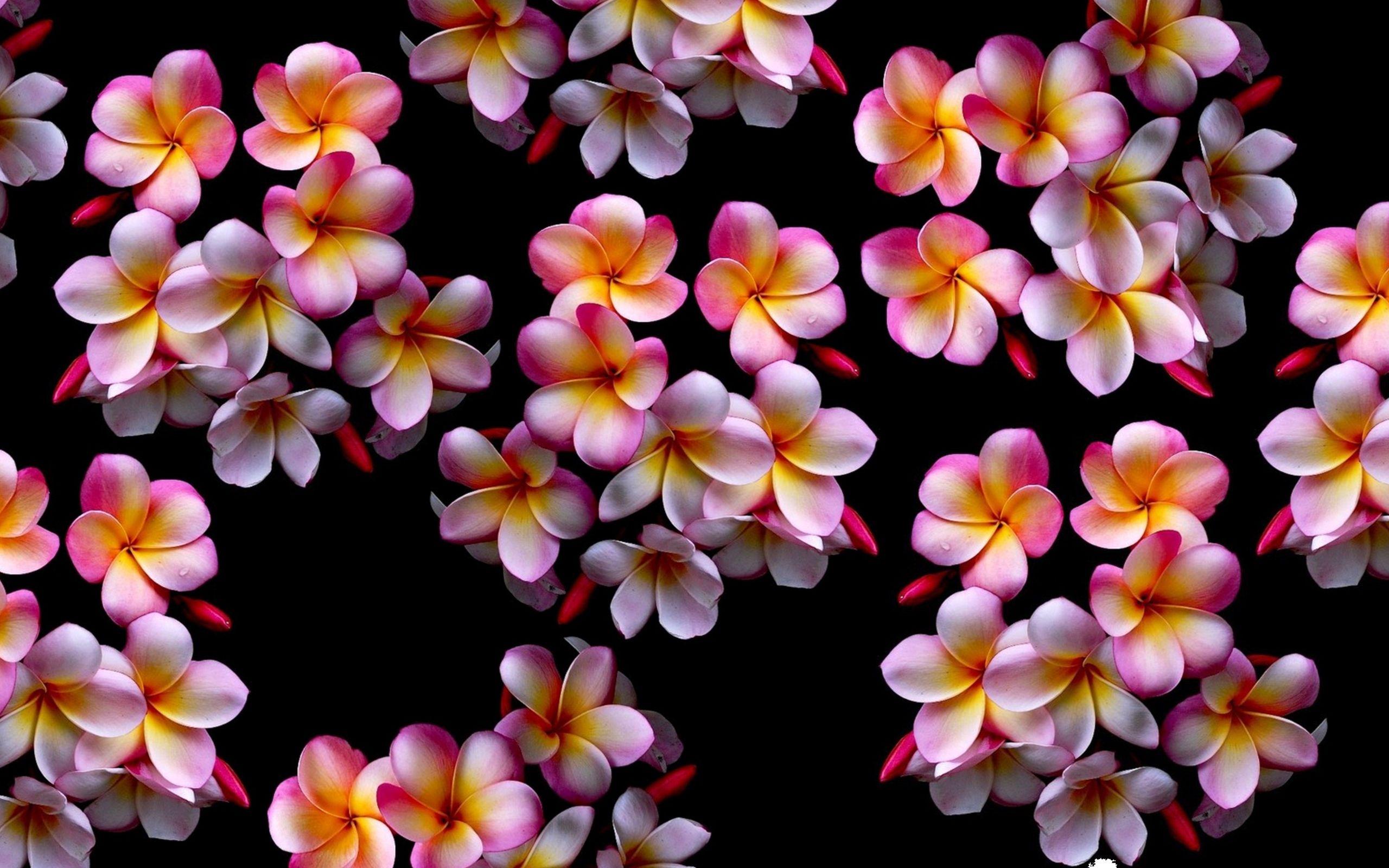 Plumeria Wallpapers - Top Free Plumeria Backgrounds - WallpaperAccess