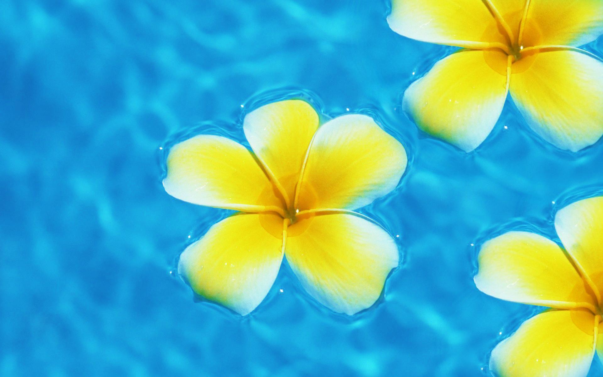 Plumeria Wallpapers - Top Free Plumeria Backgrounds - WallpaperAccess