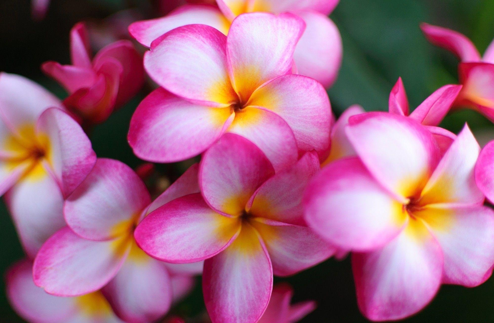 Plumeria Wallpapers - Top Free Plumeria Backgrounds - WallpaperAccess