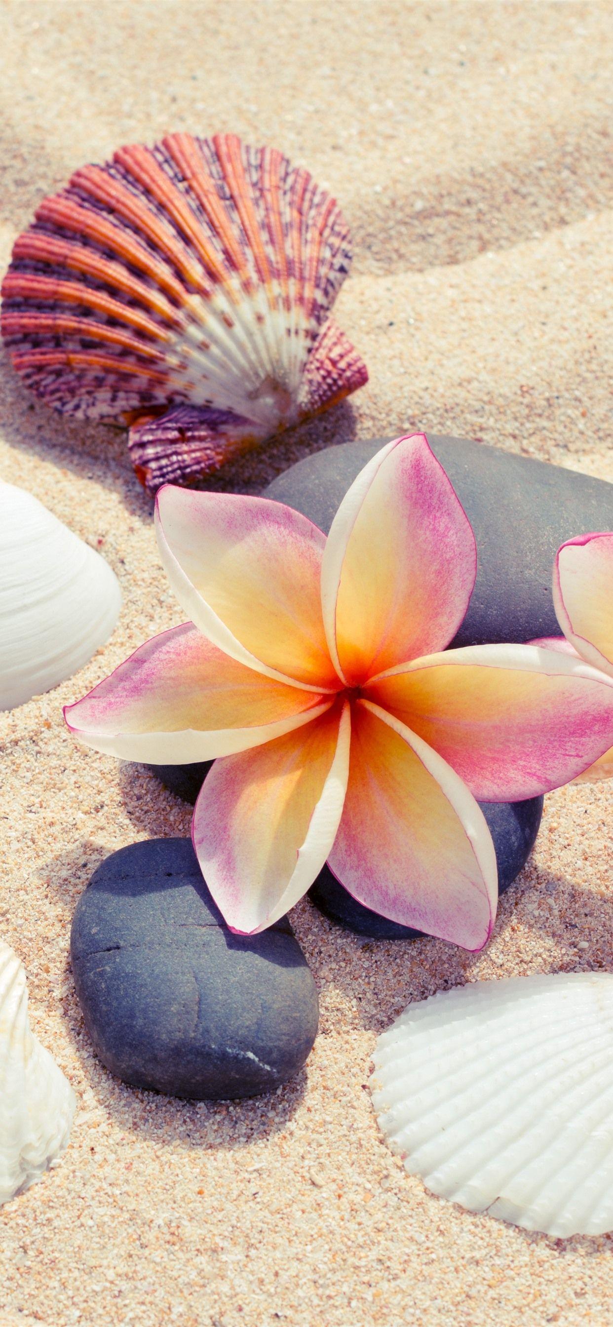 1242x2688 Sands, Plumeria, Seashells 1242x2688 IPhone 11 Pro XS Max Wallpaper, Background, Picture, Image