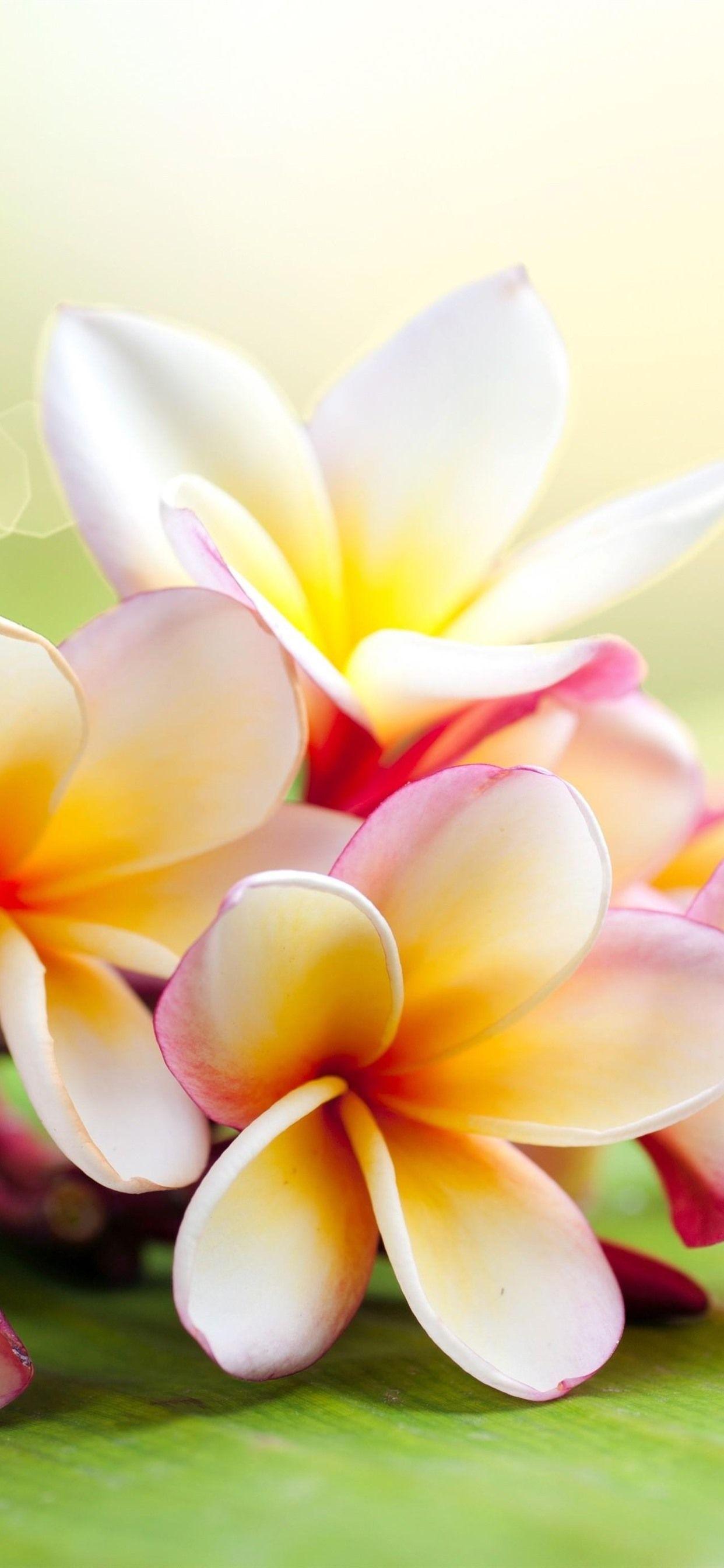 Plumeria Wallpapers - Top Free Plumeria Backgrounds - WallpaperAccess