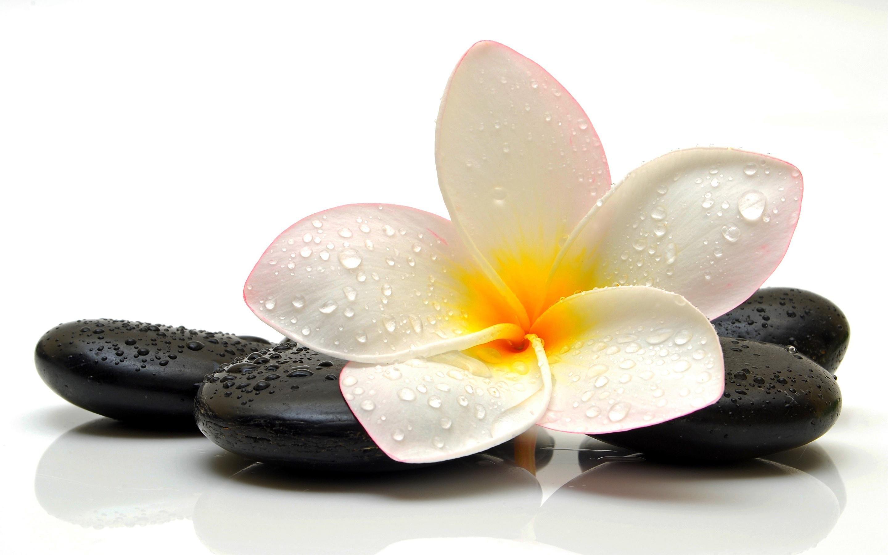 2880x1800 Jpeg v.5.0 wallpaper. W Plumeria and stones