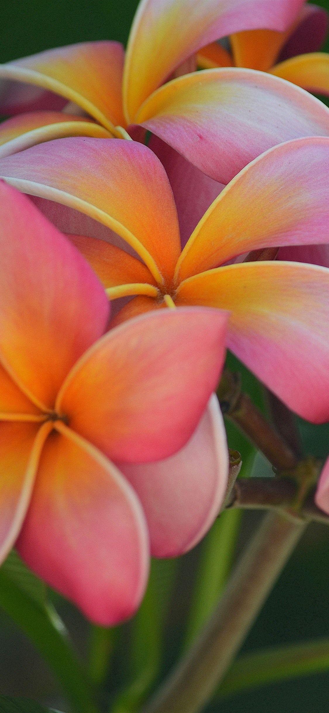 Plumeria Wallpapers Top Free Plumeria Backgrounds Wallpaperaccess