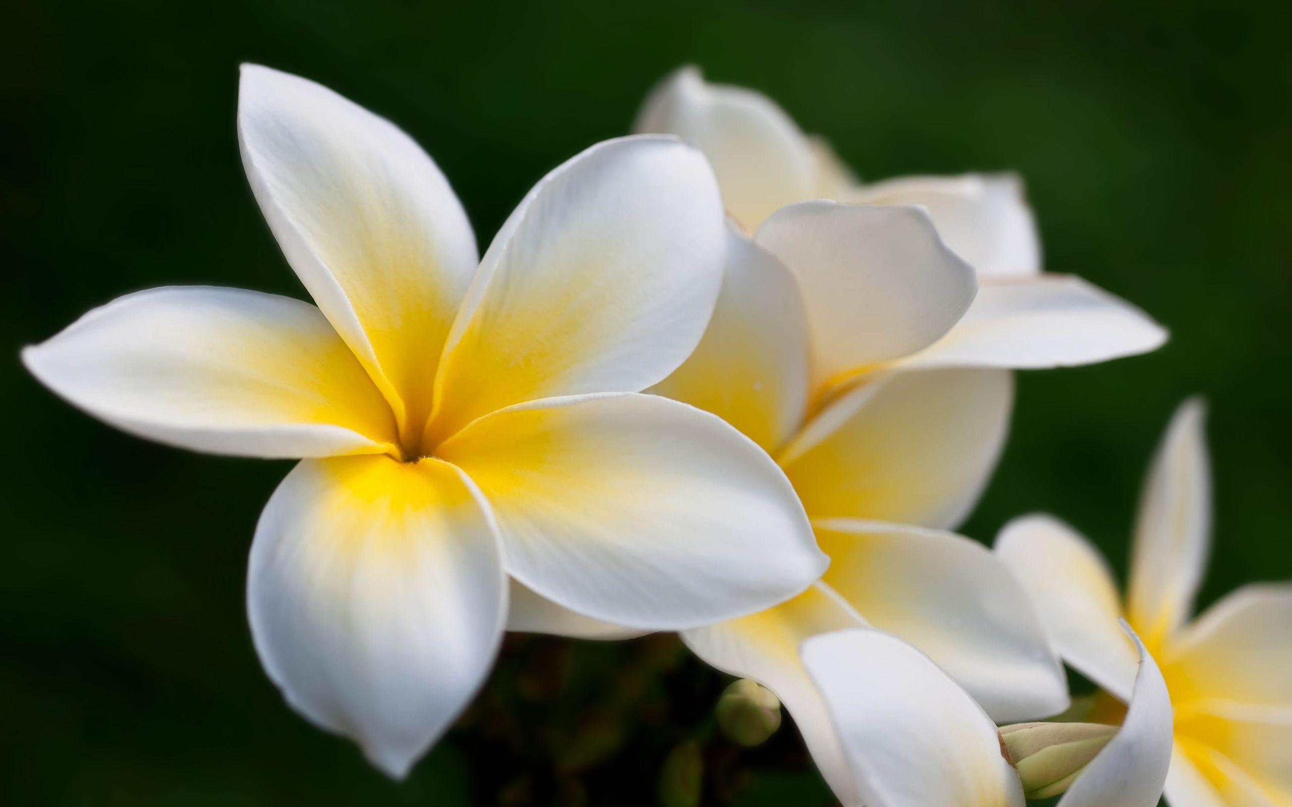 2560x1600 Plumeria HD wallpaper « HD Wallpaper