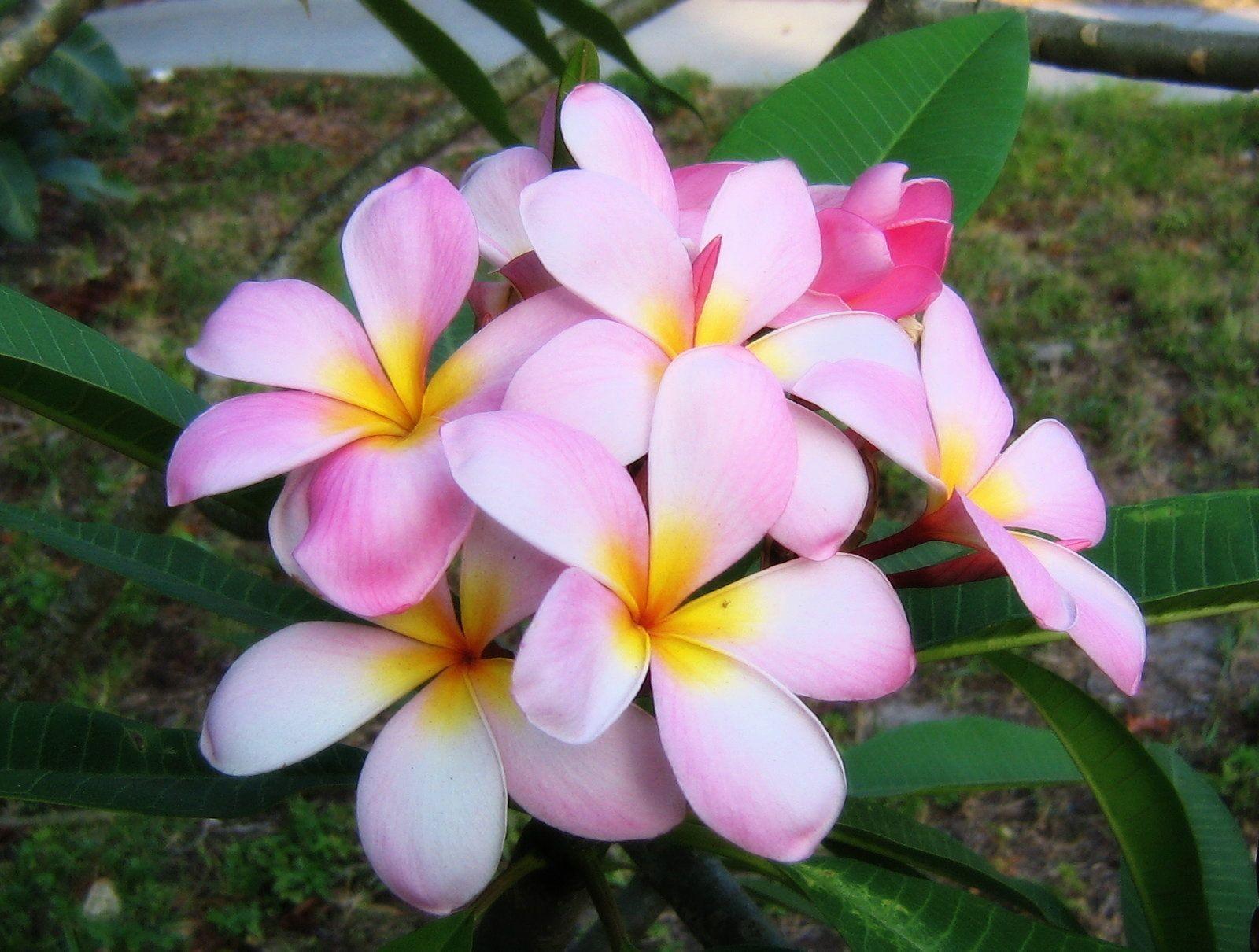 Plumeria Wallpapers - Top Free Plumeria Backgrounds - WallpaperAccess