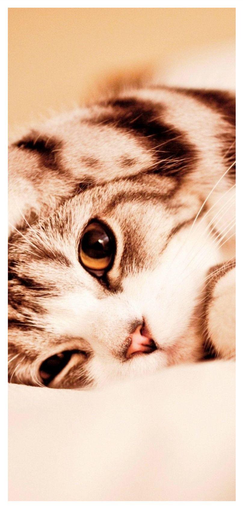 808x1692 cat mobile phone wallpaper with hands scratching the head