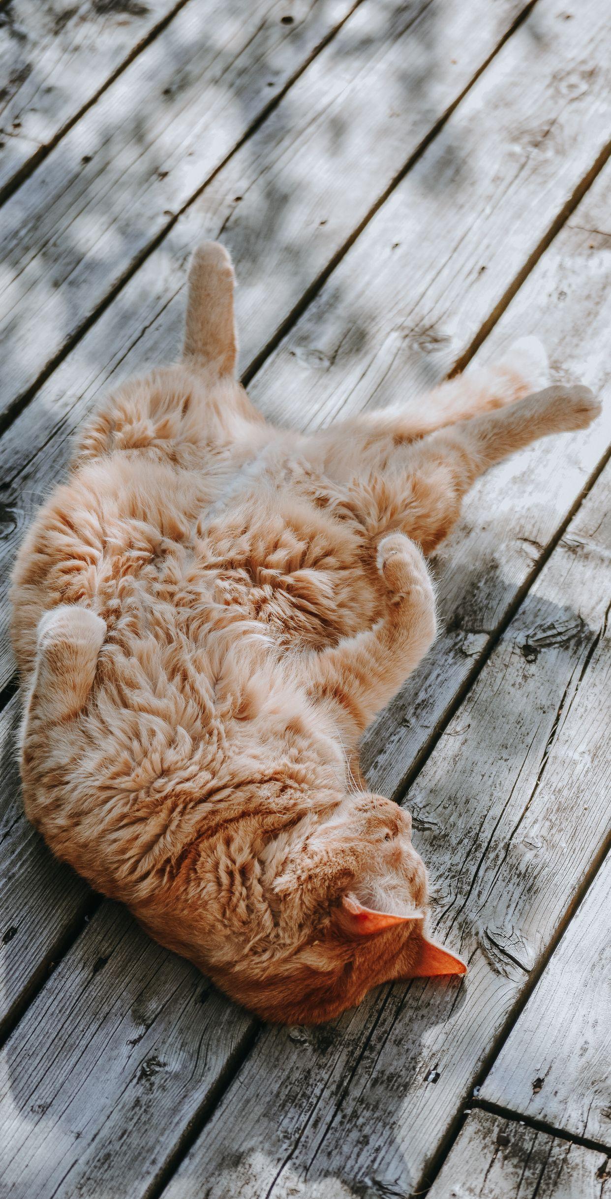 1242x2436 Cute Cat Wallpaper HD For Mobile Phone Like Cats Very Much