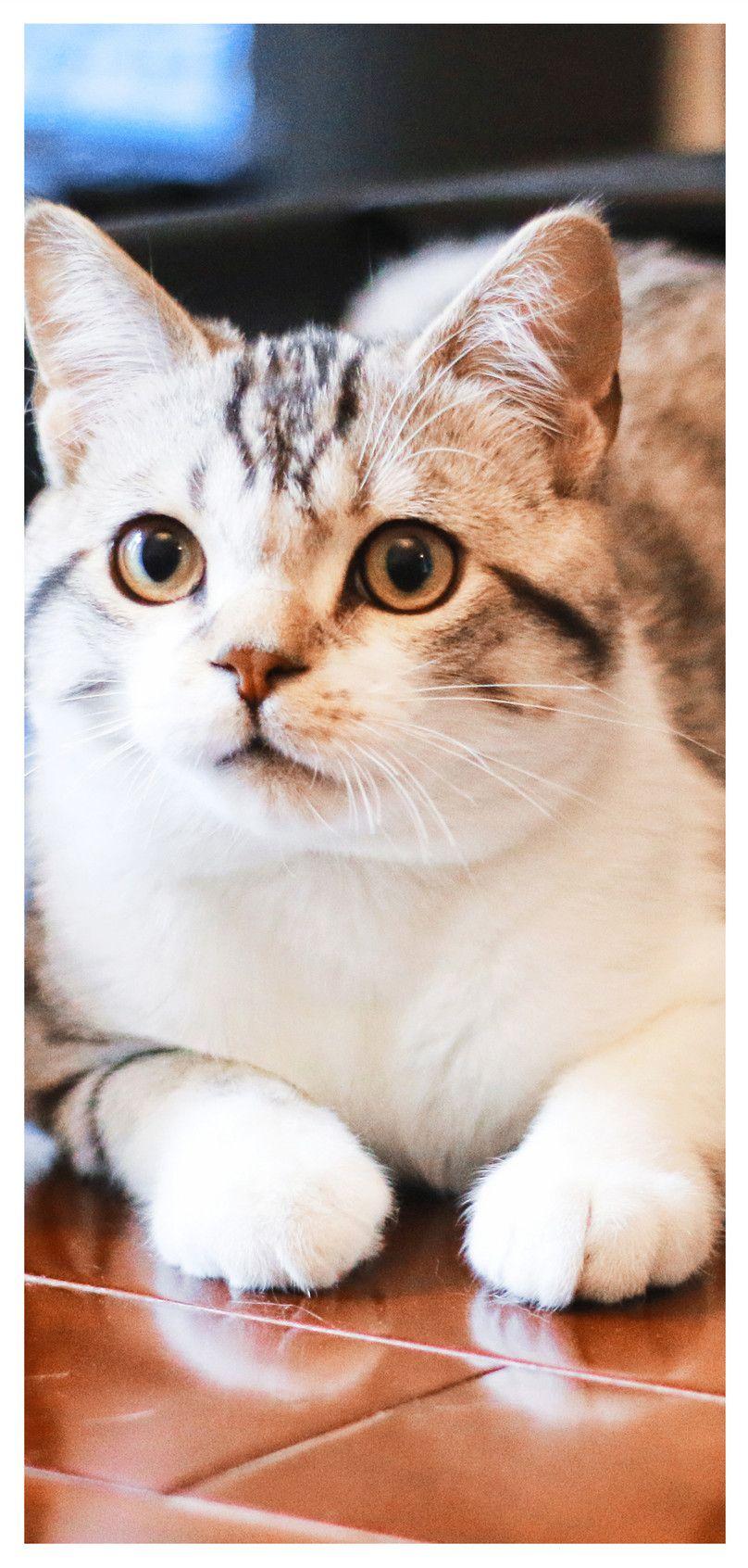808x1692 look at the cat phone wallpaper in front background image free