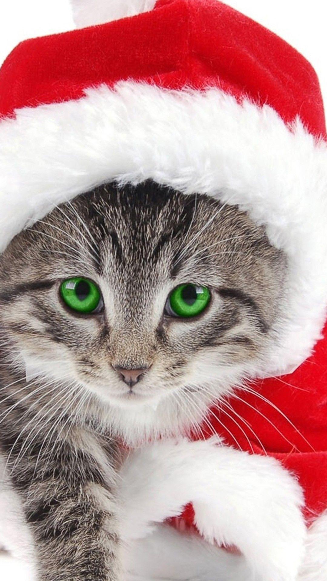 1080x1920 Christmas Cat Phone Wallpaper