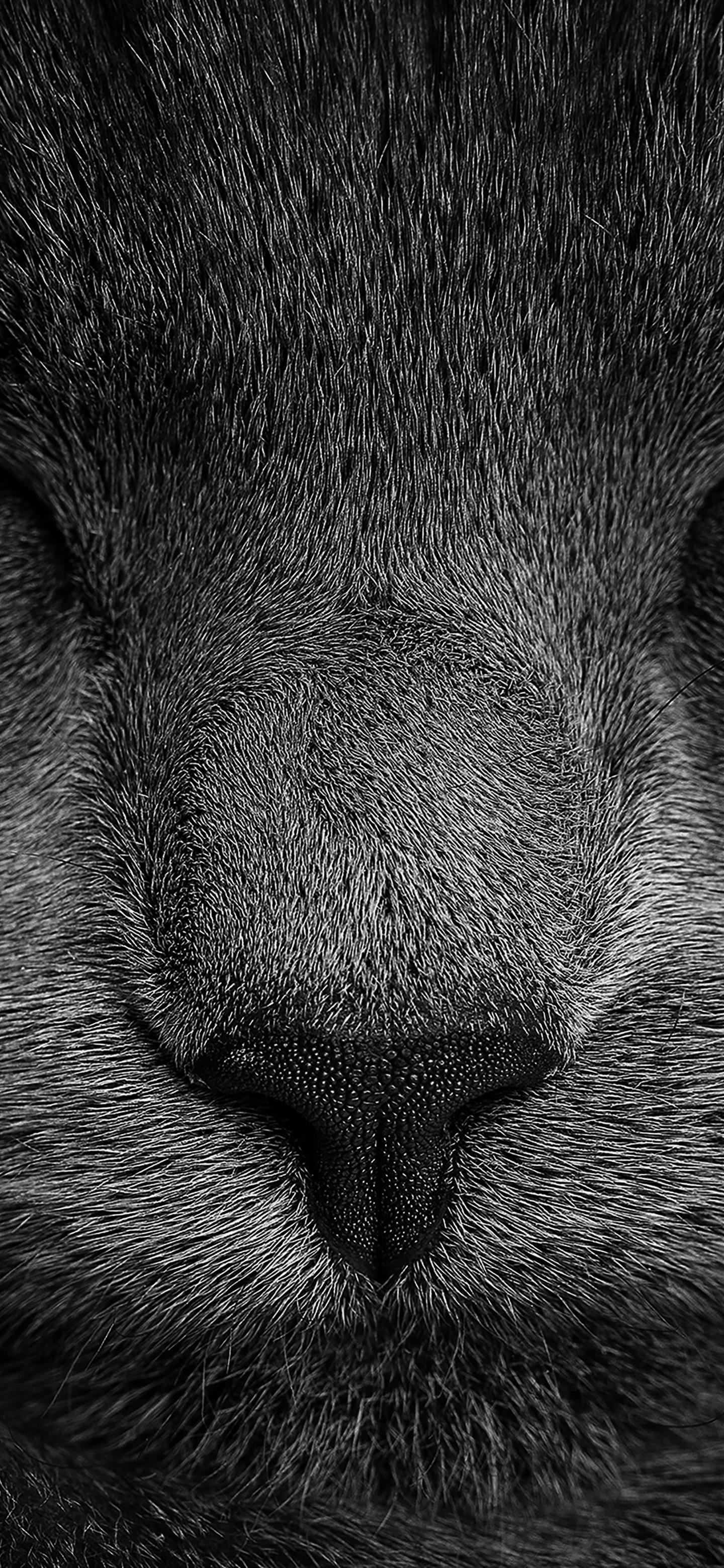 1440x3120 Sleeping black cat Phone Wallpaper Download