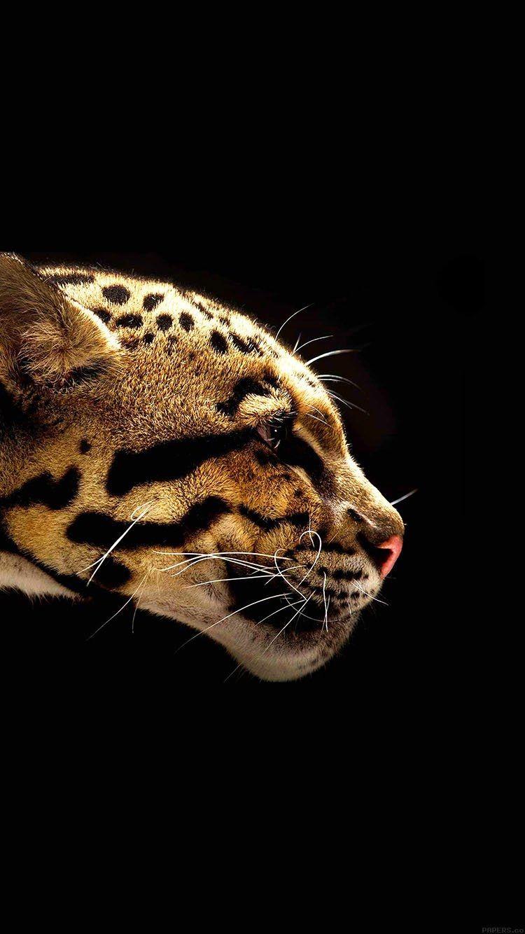 750x1334 Wild Cat Animal Free Download Wallpaper for Phone