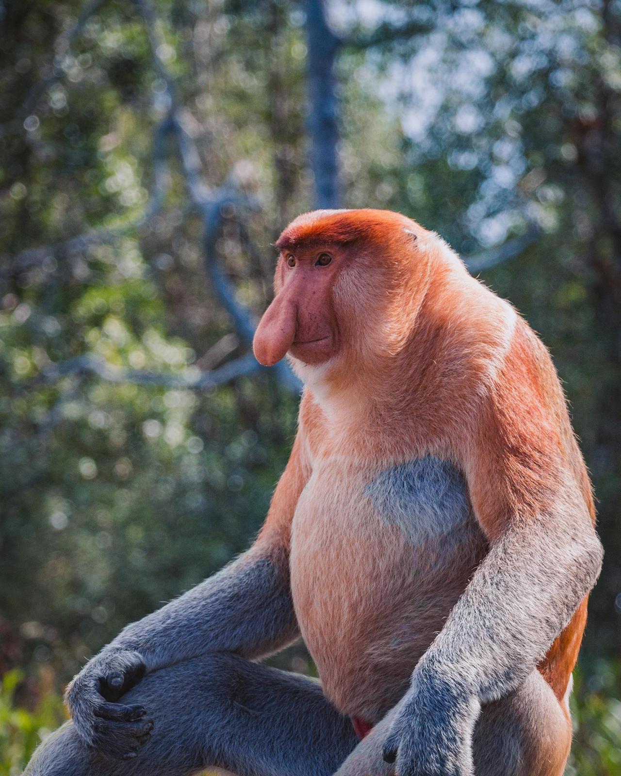 1280x1600 Proboscis Monkey Appreciation Blog