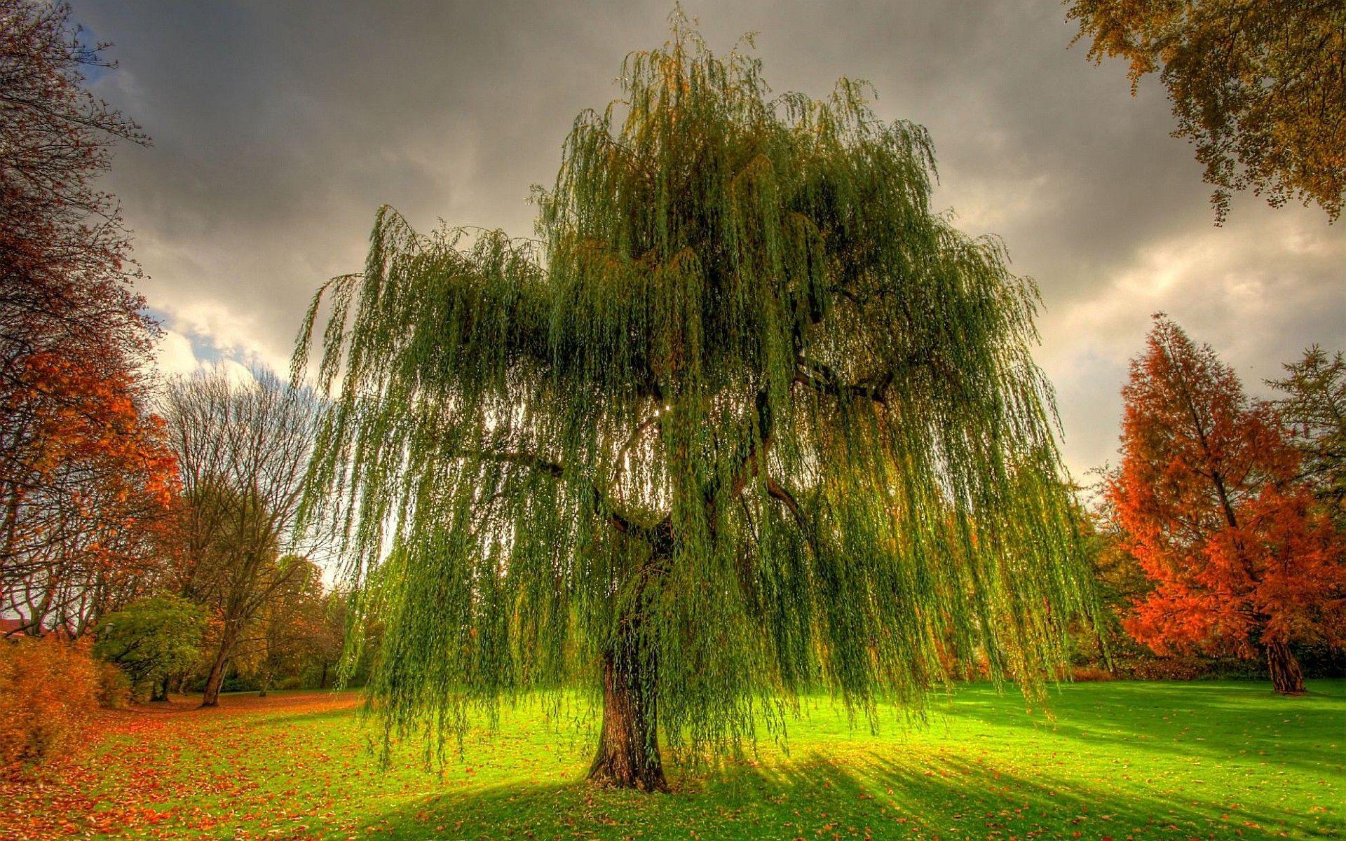 Willow Tree Wallpapers - Top Free Willow Tree Backgrounds - WallpaperAccess