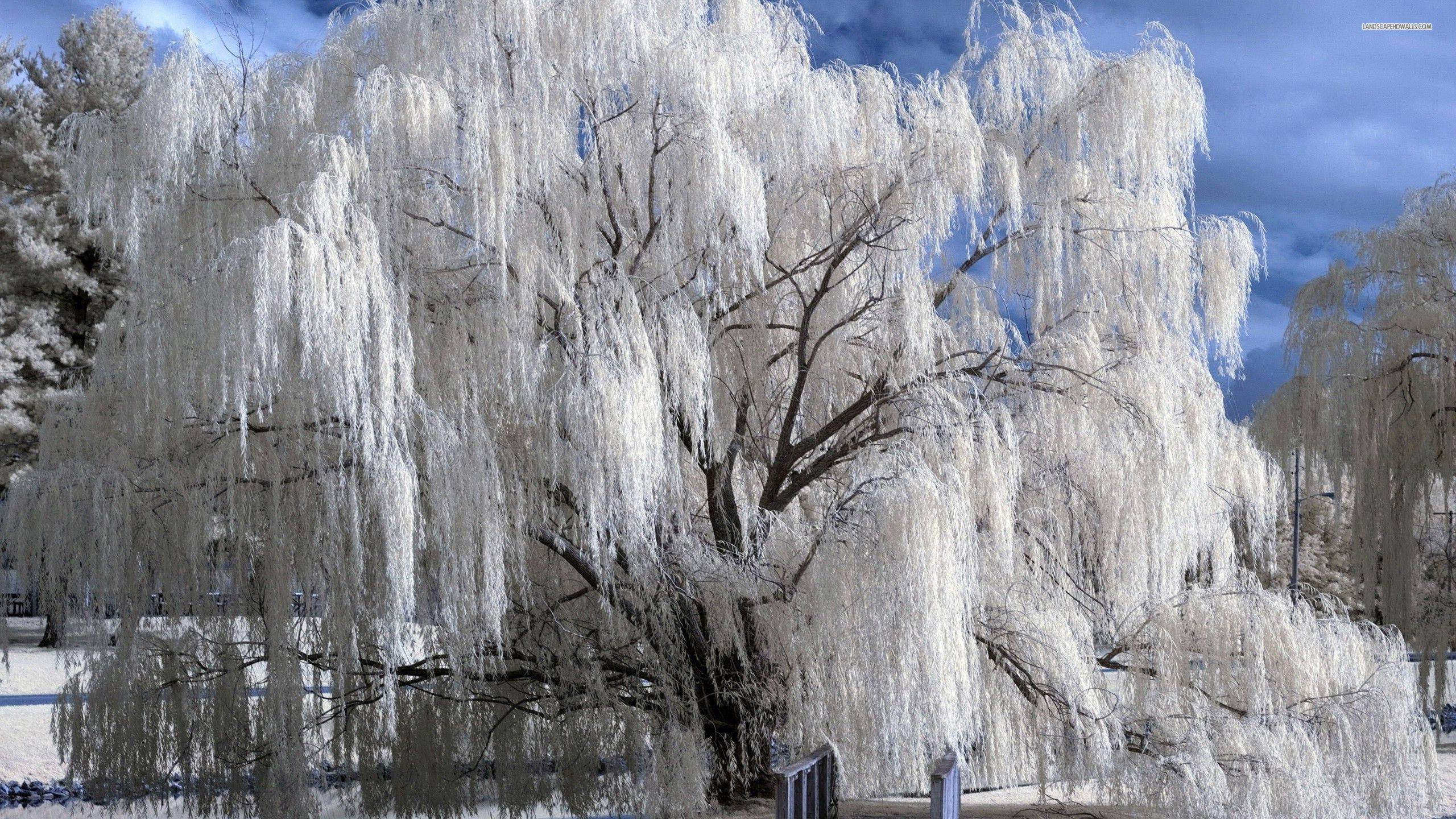 Willow Tree Wallpapers - Top Free Willow Tree Backgrounds - WallpaperAccess