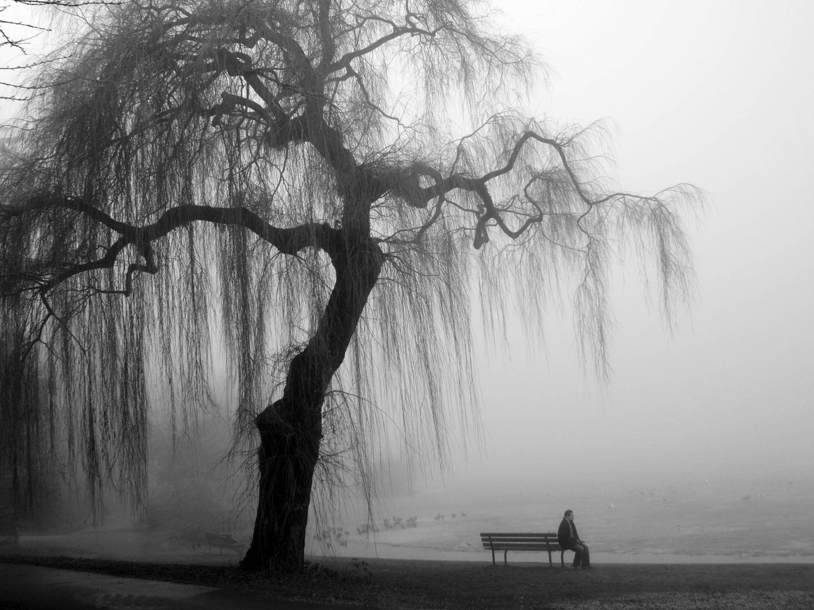 1600x1200 Should I Have Coffee Or Kill Myself Tree Black And White