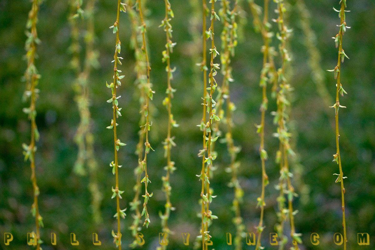 1200x800 Weeping Willow Wallpaper
