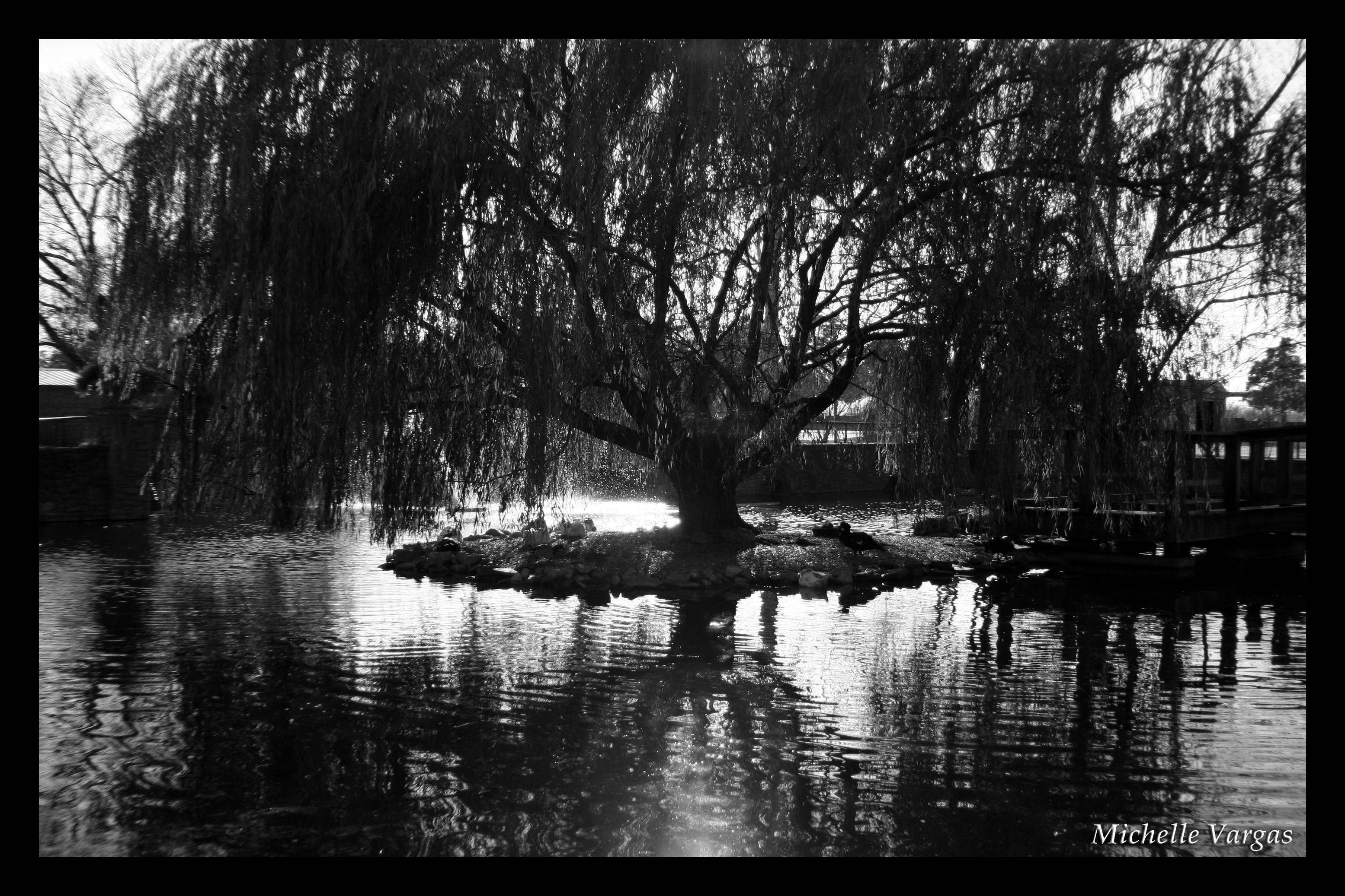 Willow Tree Wallpapers - Top Free Willow Tree Backgrounds - WallpaperAccess