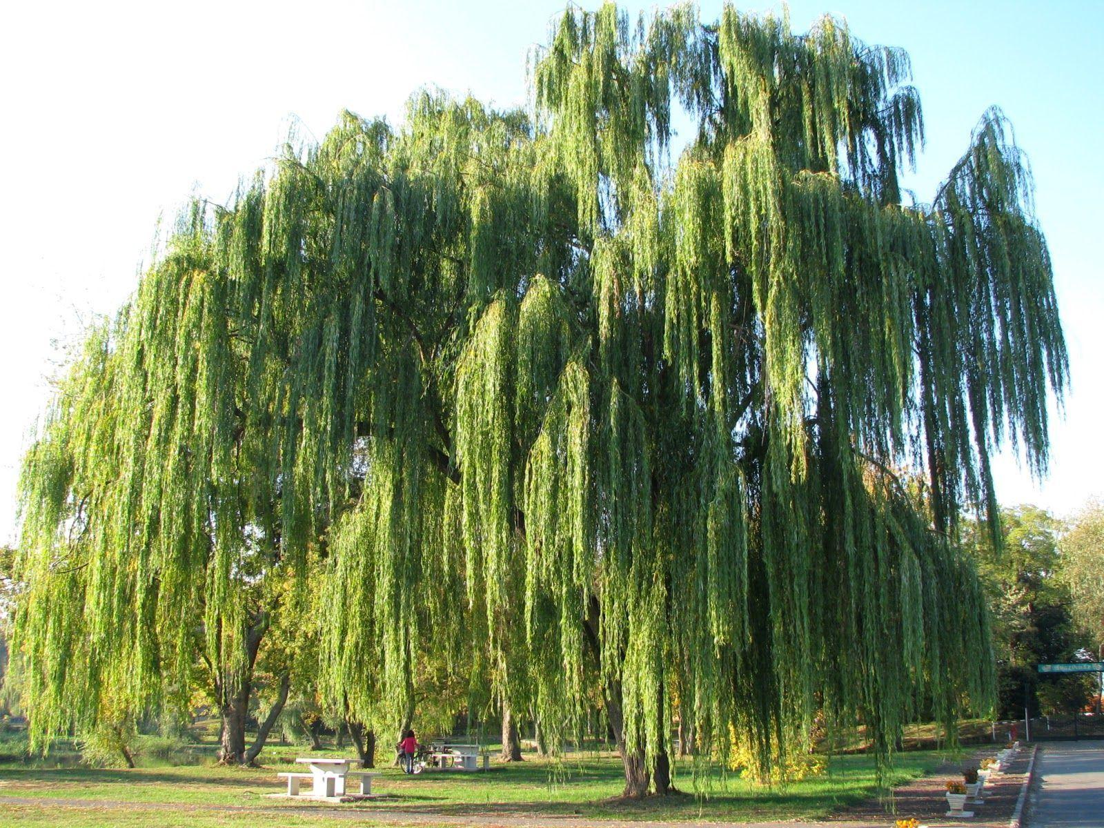 Ива дерево. Ива ломкая (Salix fragilis), Ракита. Ива ветла Ракита. Ива росистая плакучая. Ива Вавилонская Урал.