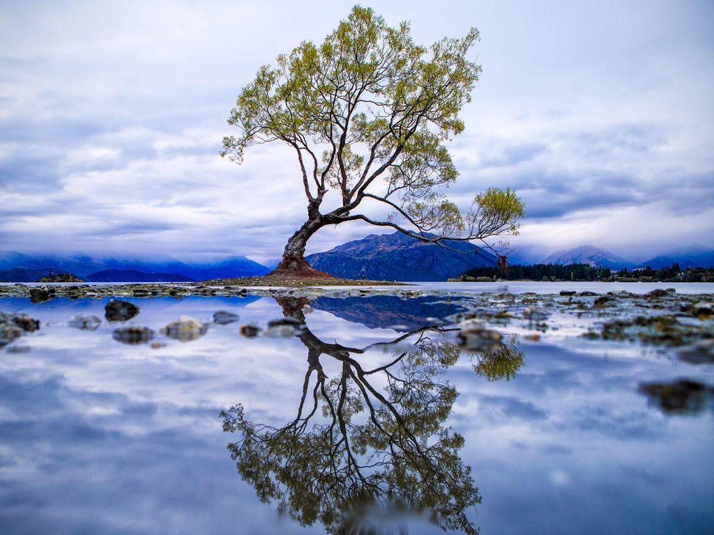 1024x768 Wanaka Willow. Lake wanaka, Willow lake, Wanaka new zealand