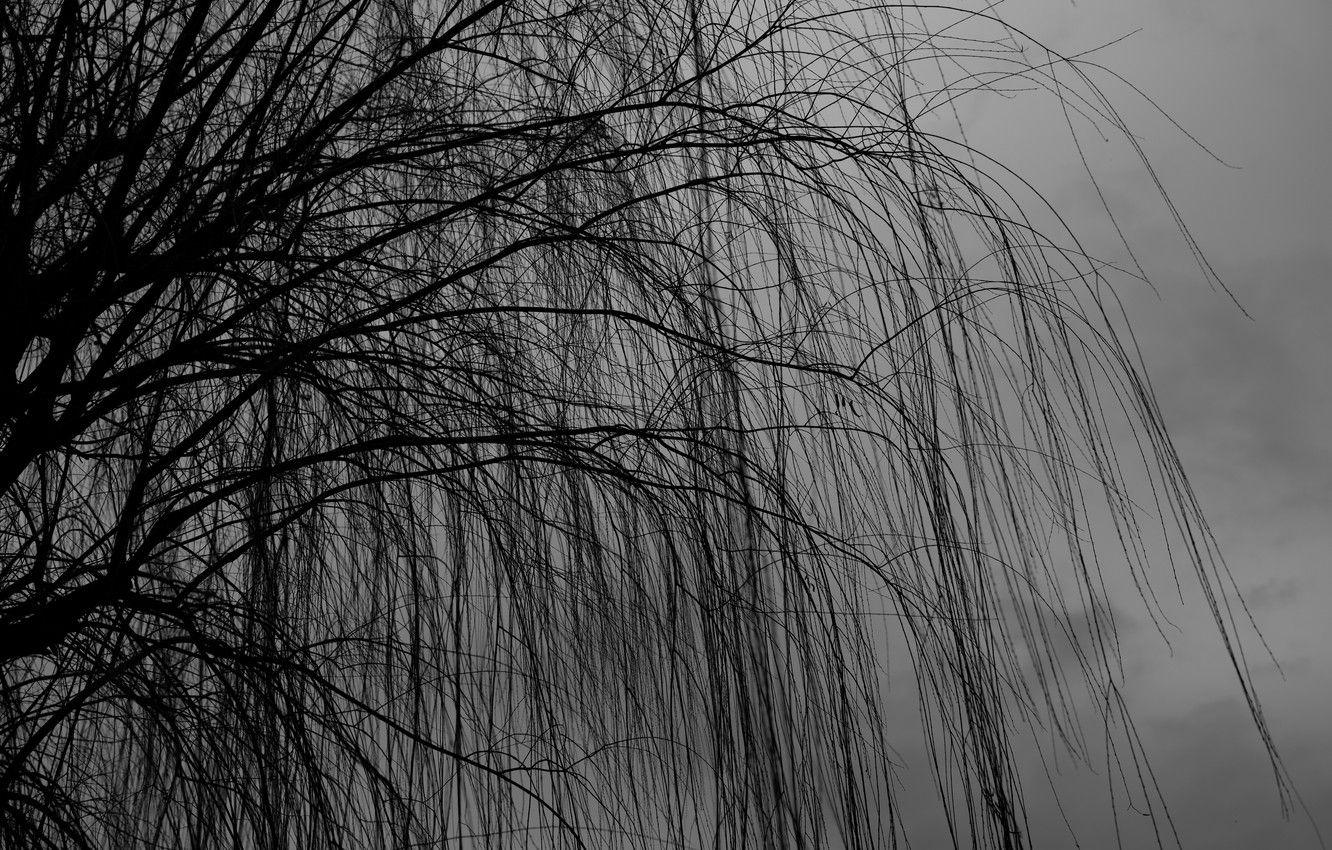 1332x850 Wallpaper dark, nature, tree, branches, cloudy, 4k ultra HD