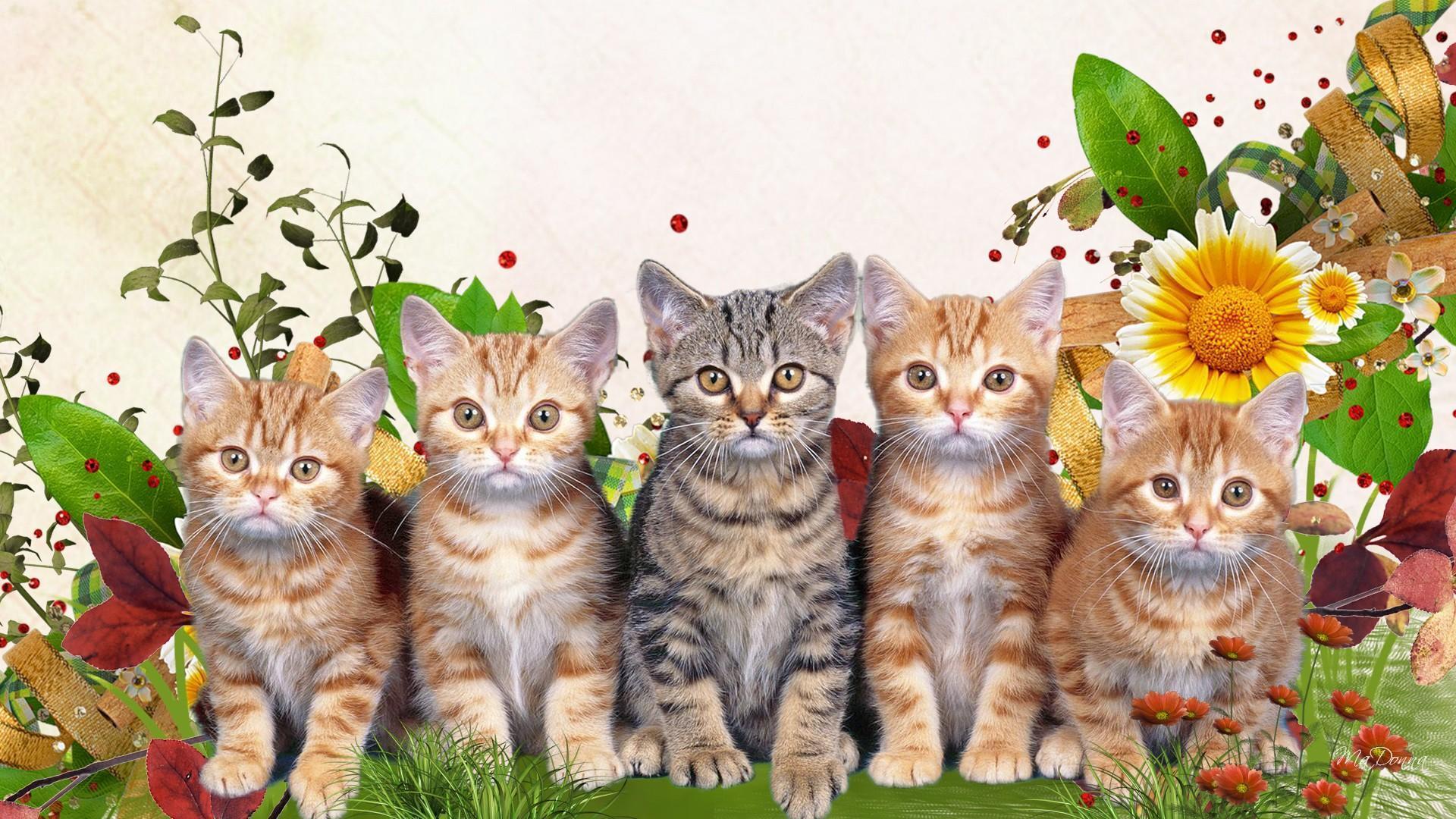 Springtime Cat Wallpapers - Top Free Springtime Cat Backgrounds