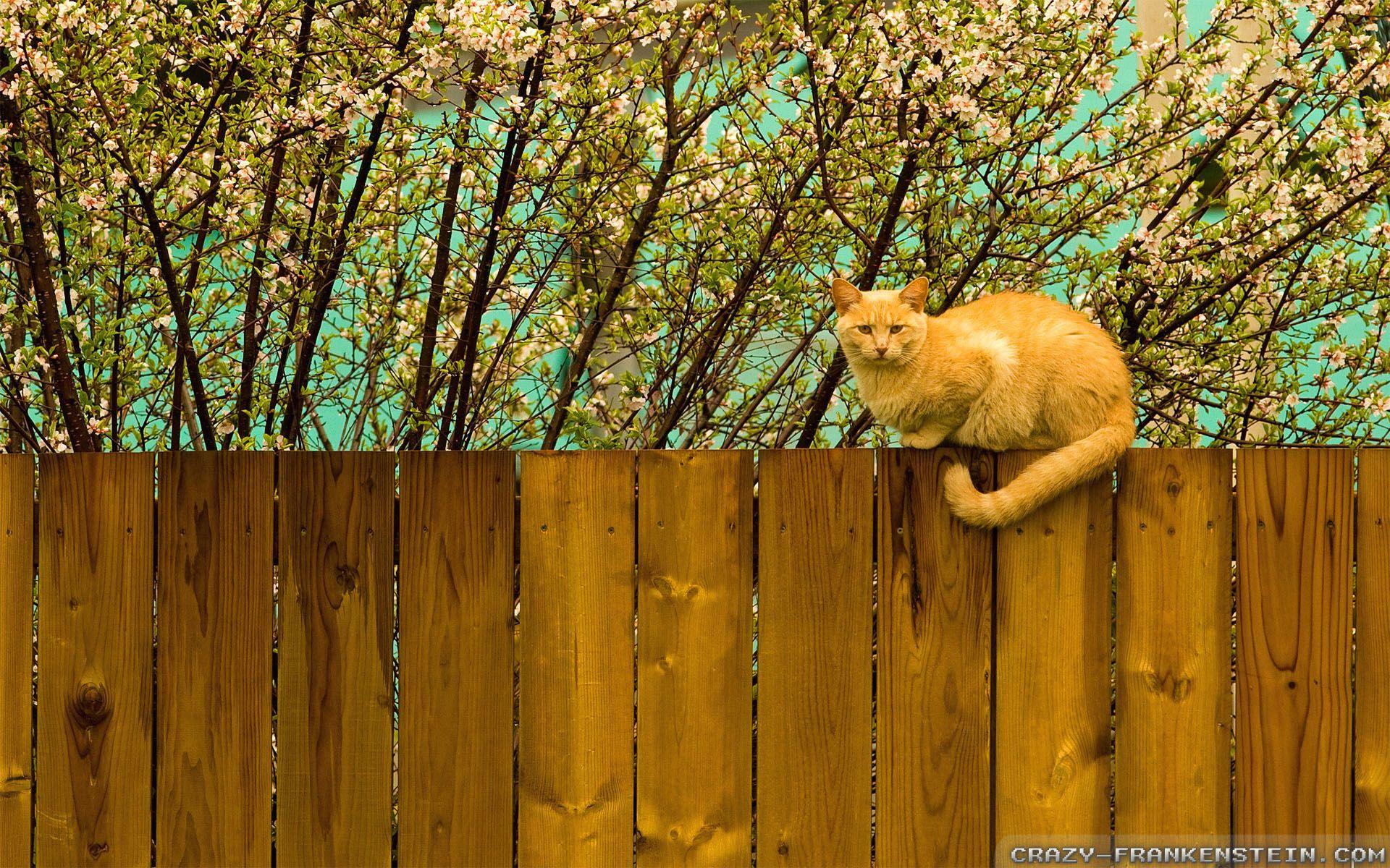 Springtime Cat Wallpapers - Top Free Springtime Cat Backgrounds