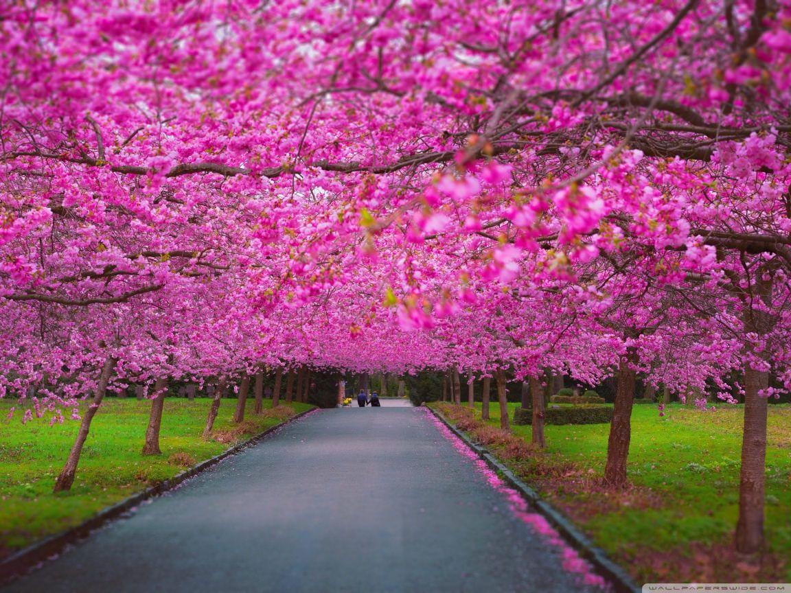 1152x864 Springtime Image Wallpaper