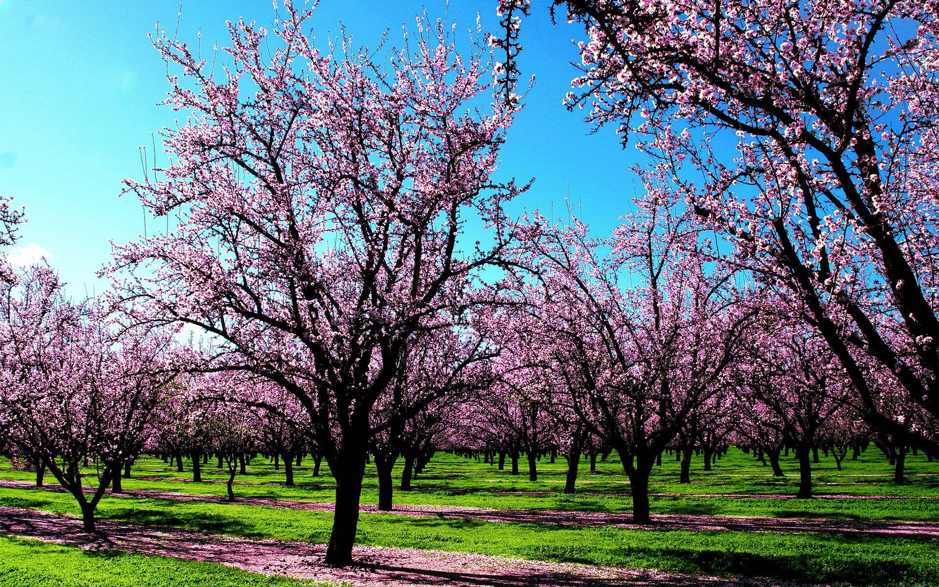 1920x1200 HD Spring Wallpaper For Desktop .