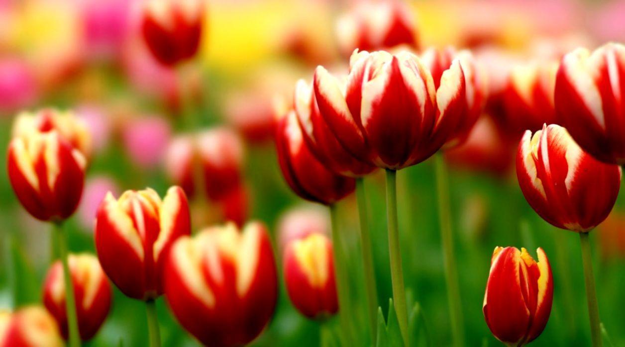 1256x698 Flowers Tulips Up Close Nature Wallpaper Full Size