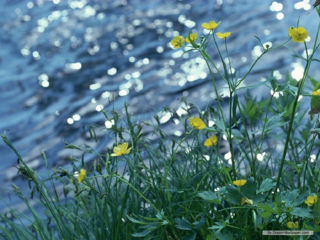 1024x768 Free Wallpaper Nature wallpaper Spring wallpaper